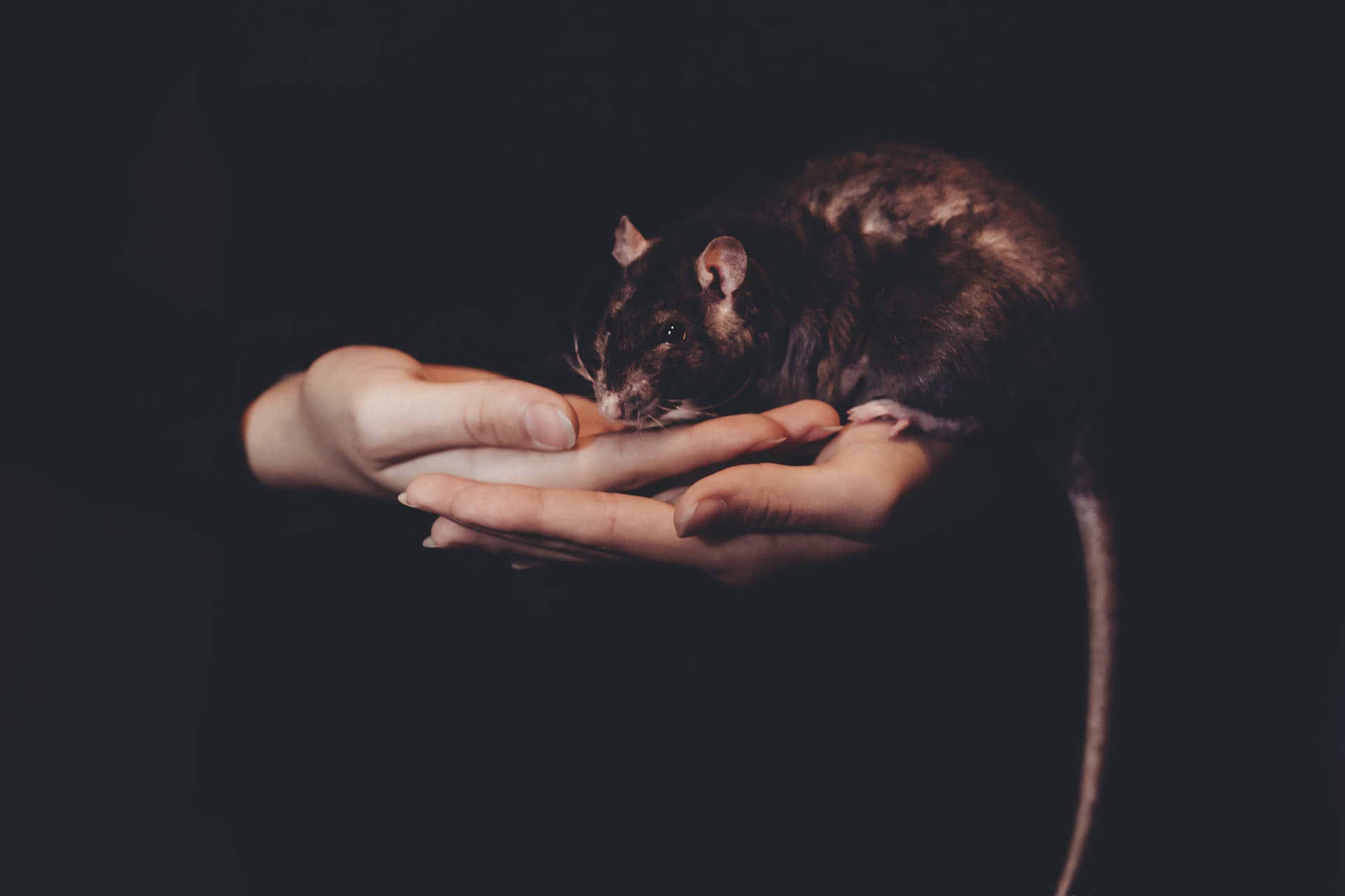 Dream about a rat meaning