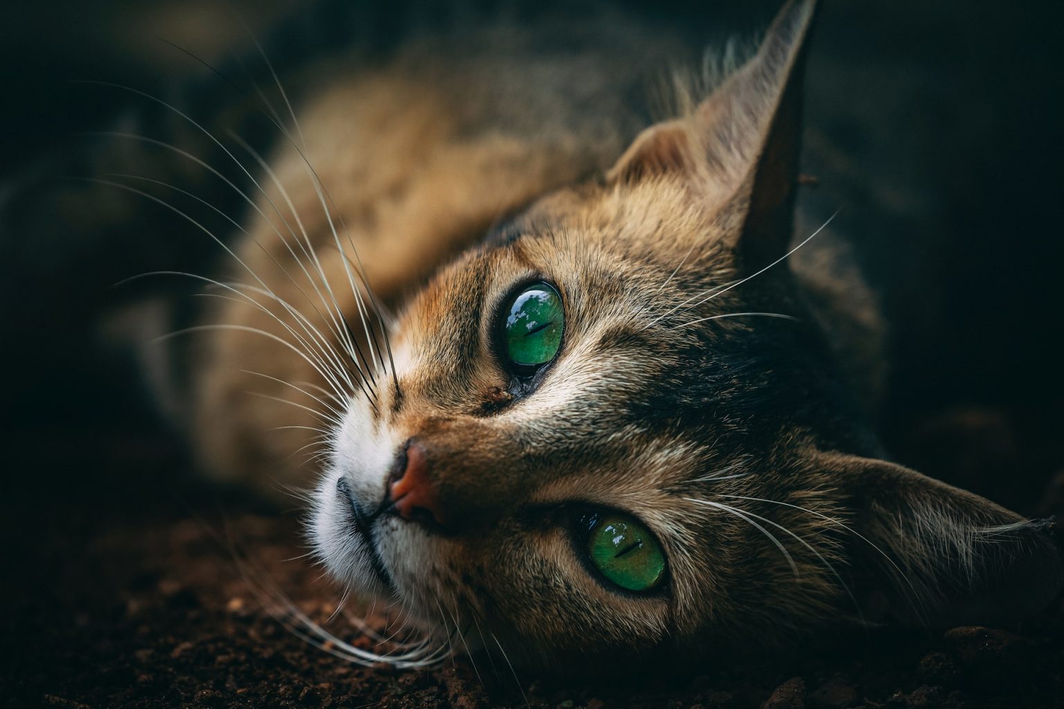 Cat dream meaning Spiritual meaning of cats in dreams
