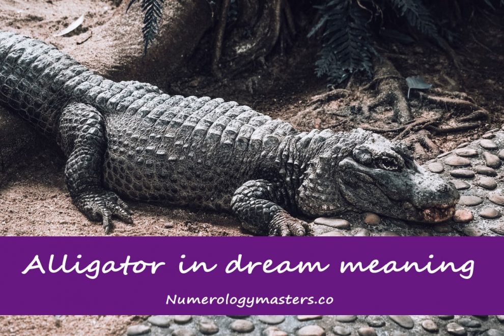 Dreaming of alligators